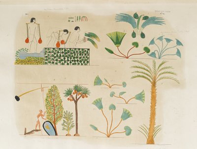 Piantare e annaffiare verdure e vari alberi e piante da Italian School